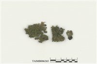 藏品(樹生苔屬)的圖片